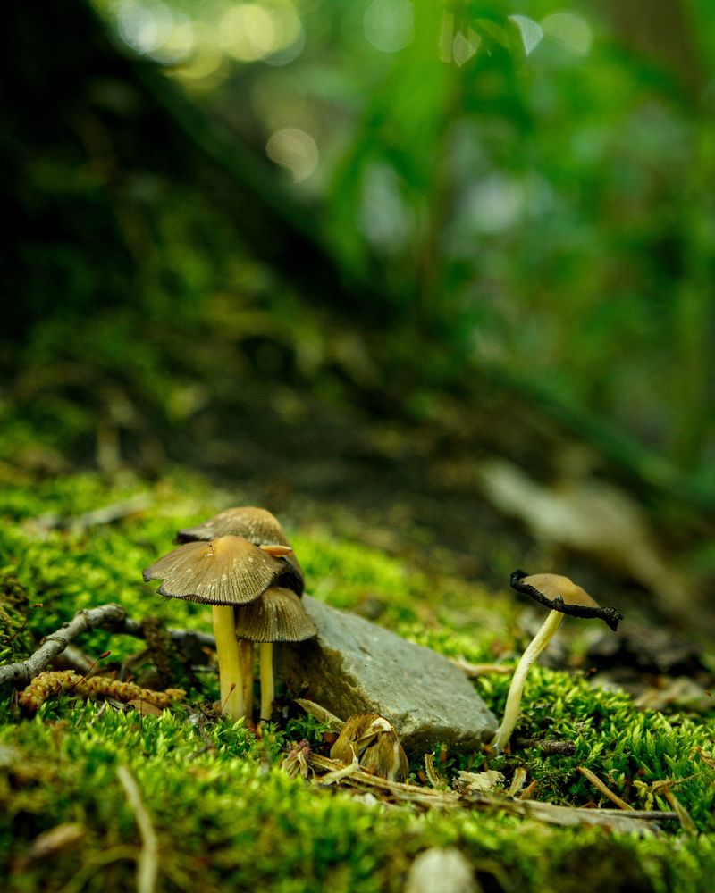 The Quiet Guardians: Mushrooms