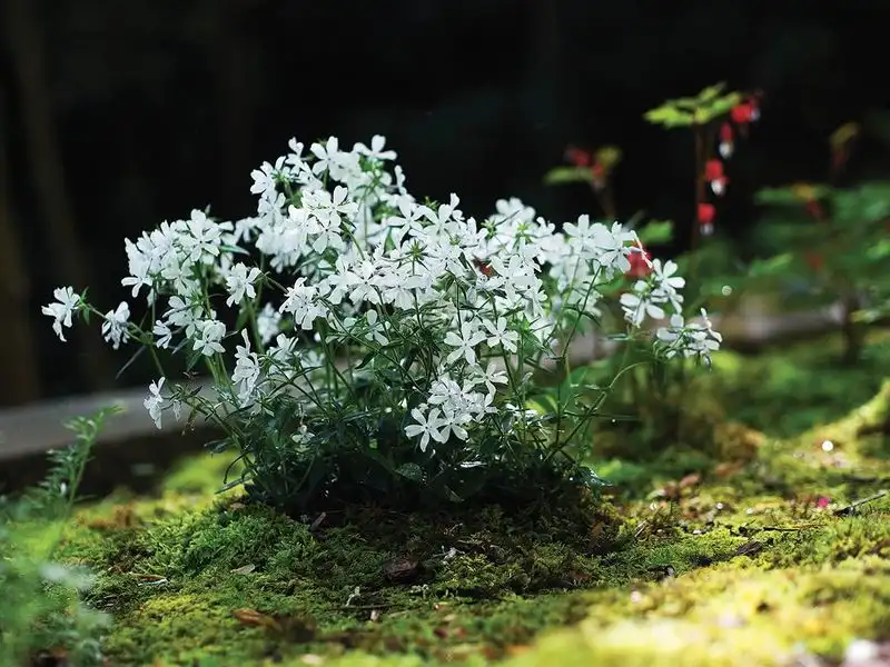 The Resilient Moss