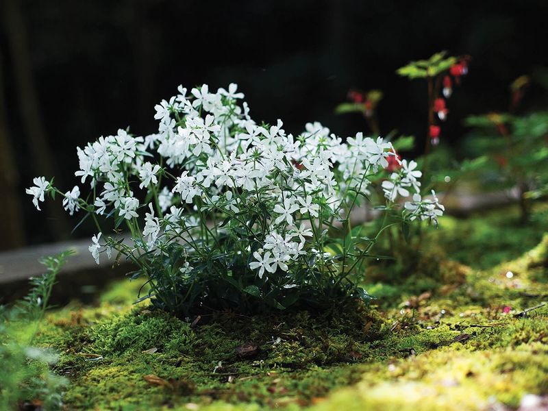 The Resilient Moss