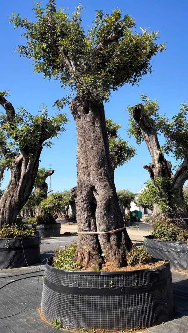 The Resilient Trunk