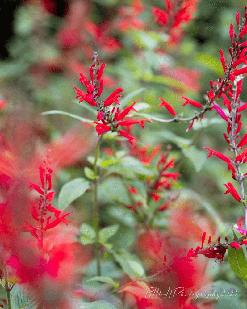 The Rustic Charm of Pineapple Sage