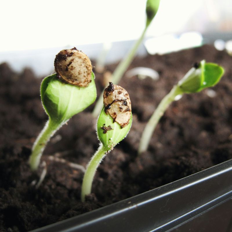 The Seed's Journey