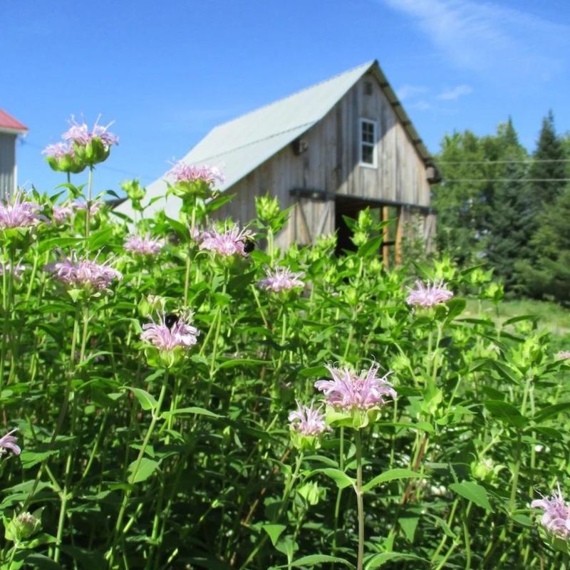 The Self-Sowing Plants