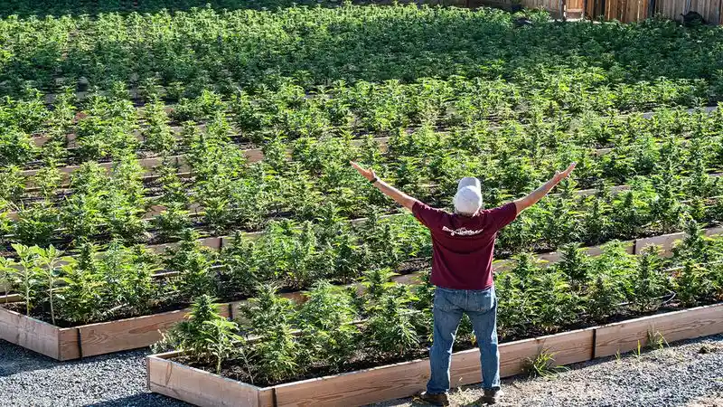 The Soil Enhancer