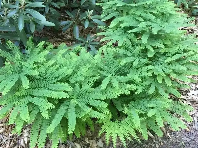 The Subtle Elegance of Maidenhair Fern
