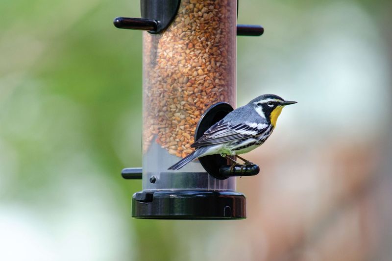 The Surprising Symphony of Birdsong