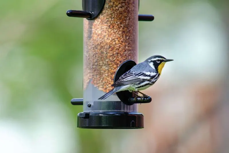The Surprising Symphony of Birdsong