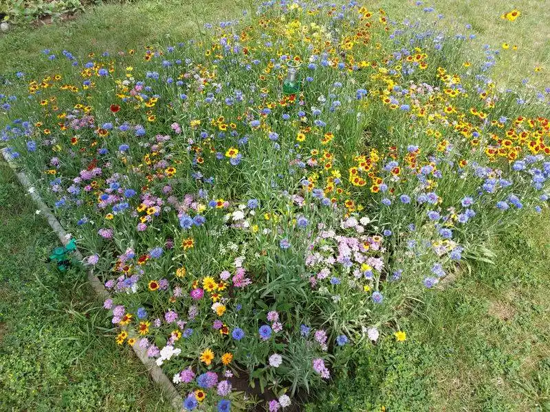 The Unruly Wildflowers