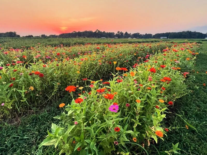 The Wildflower Patch