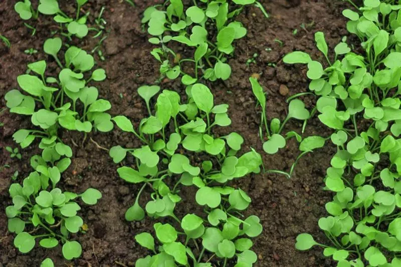 Thin Seedlings for Growth