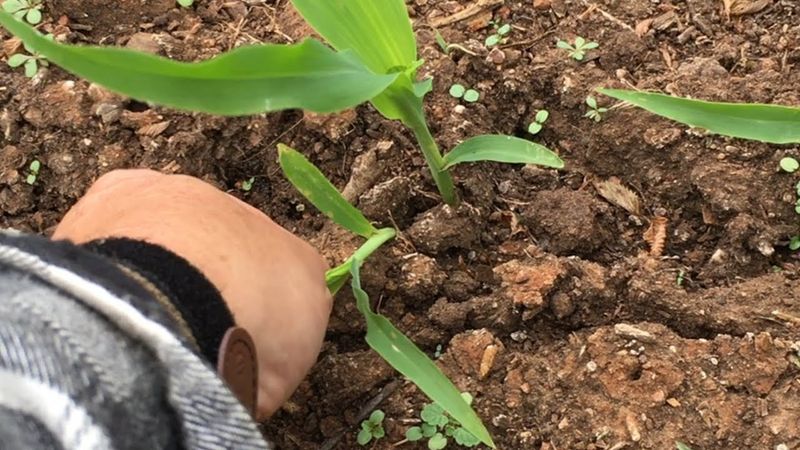 Thinning for Better Growth