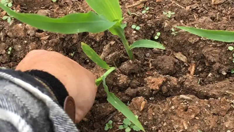 Thinning for Better Growth
