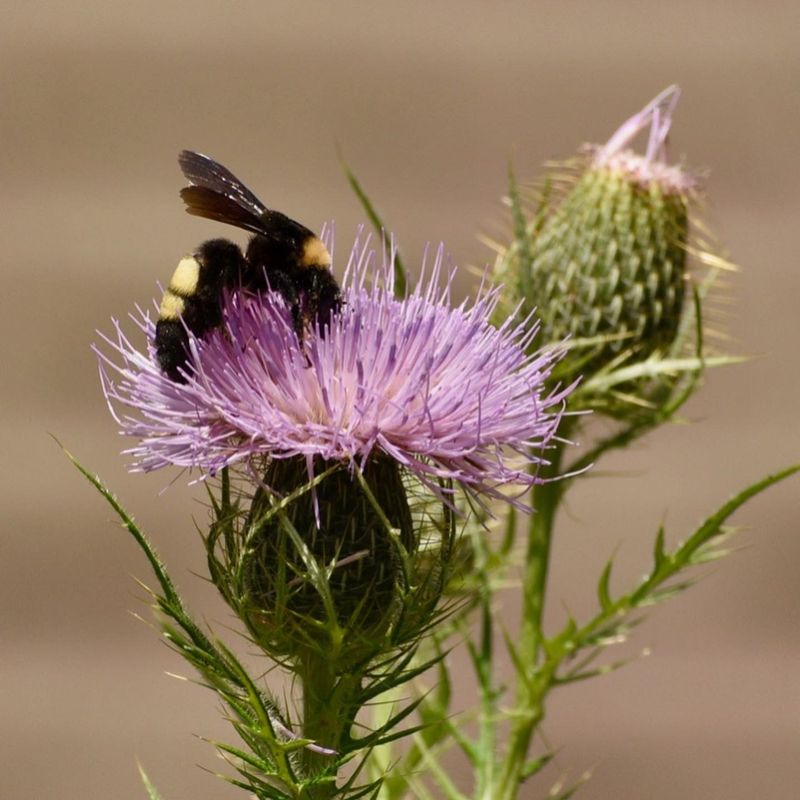 Thistle