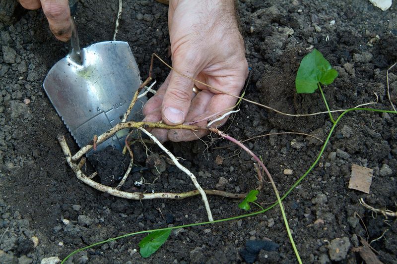 Bindweed Compost Improver