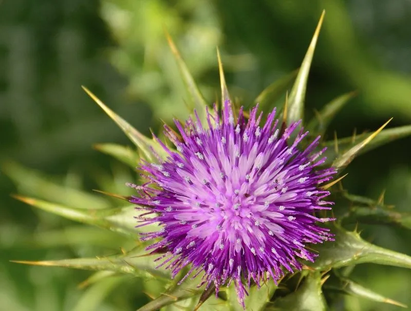 Thistle