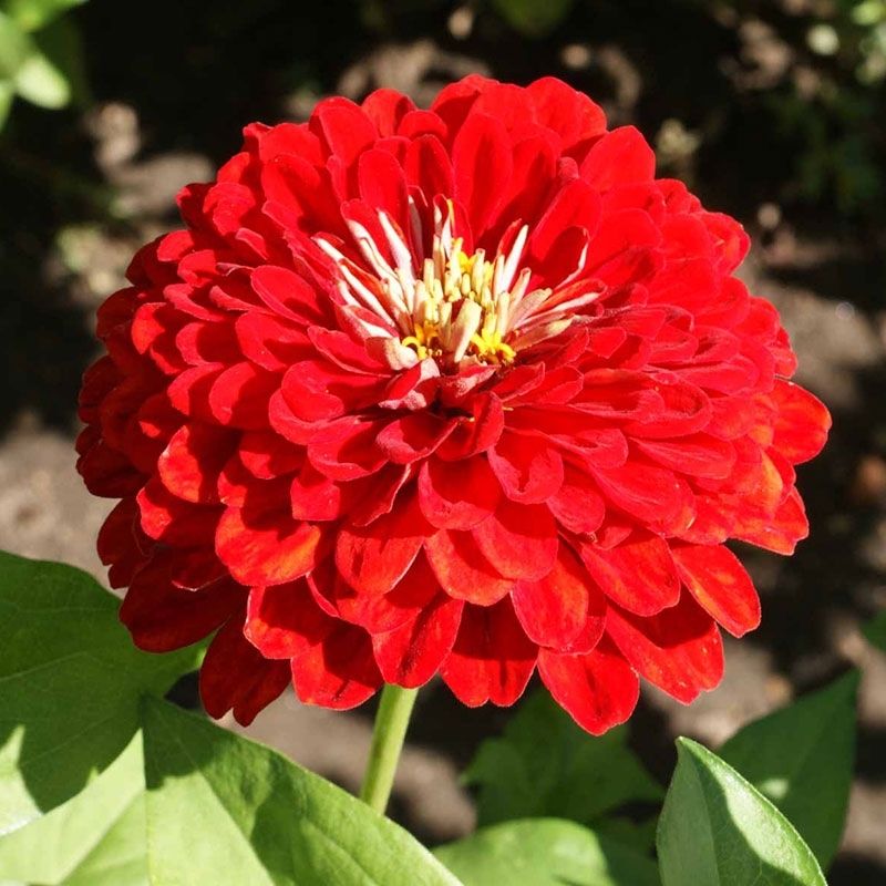 Cherry Queen Zinnia