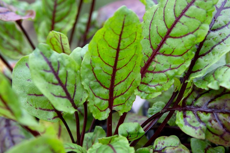 French Sorrel