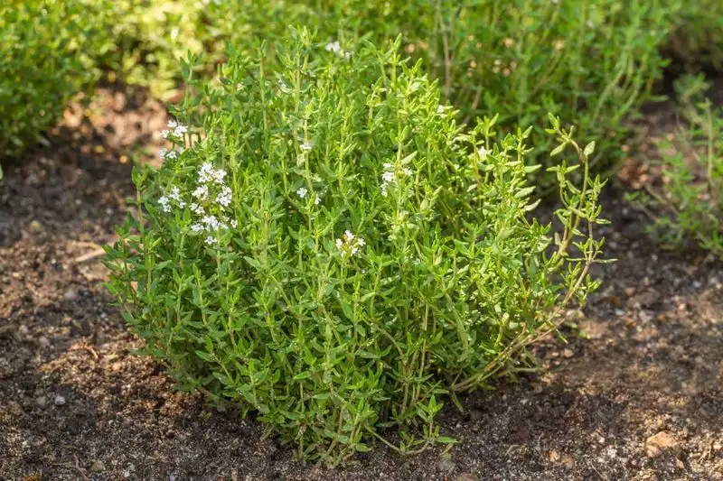 Thyme