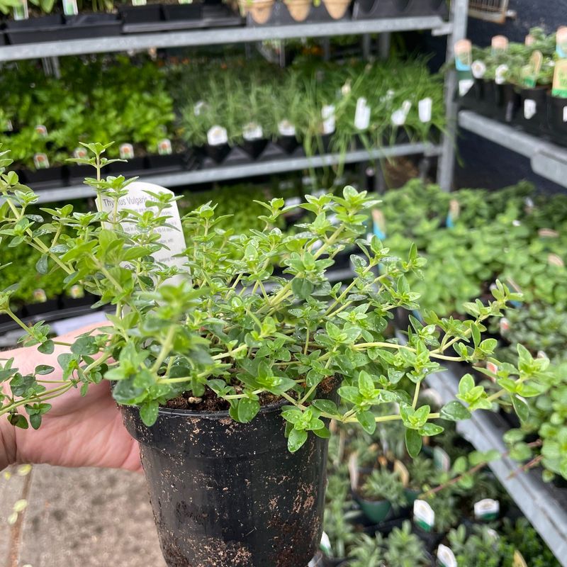 Thyme