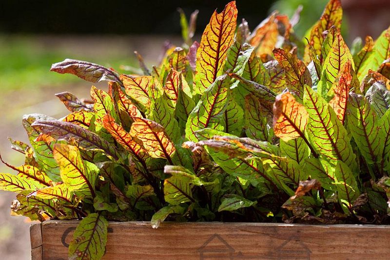 Sorrel