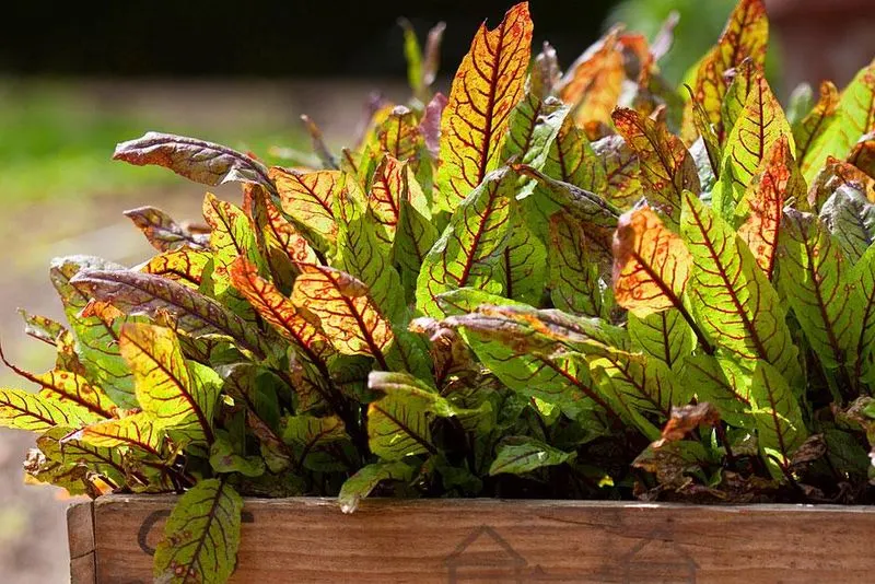 Sorrel