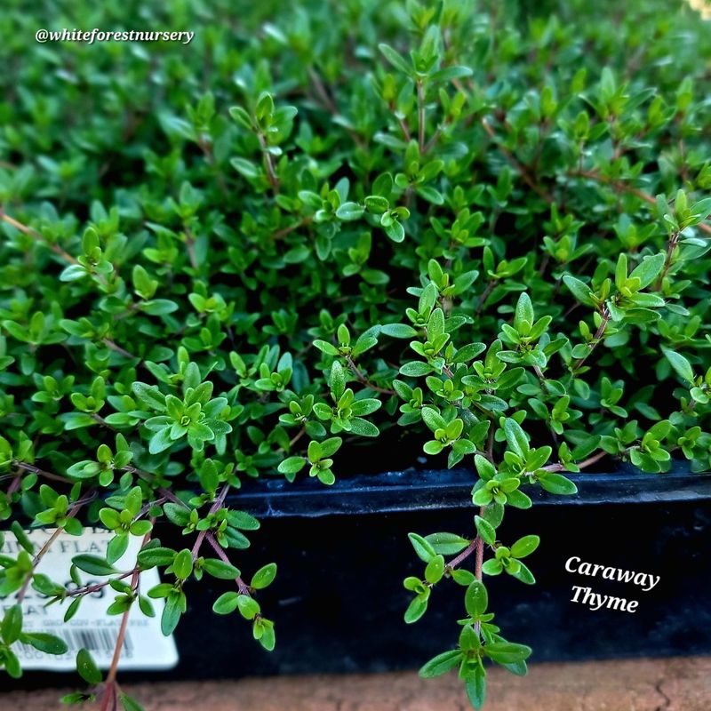Thyme