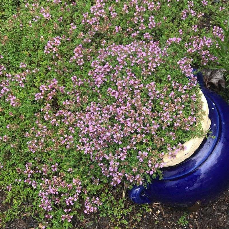 Thyme's Rhythmic Resonance