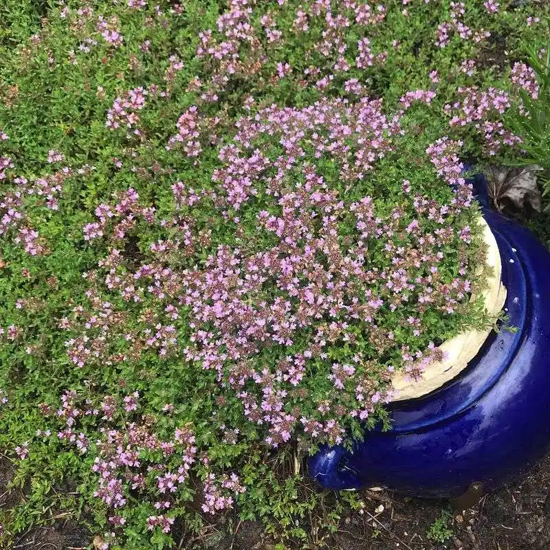 Thyme's Rhythmic Resonance