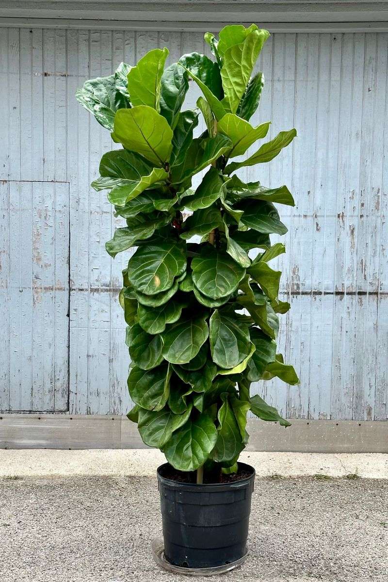 Fiddle Leaf Fig
