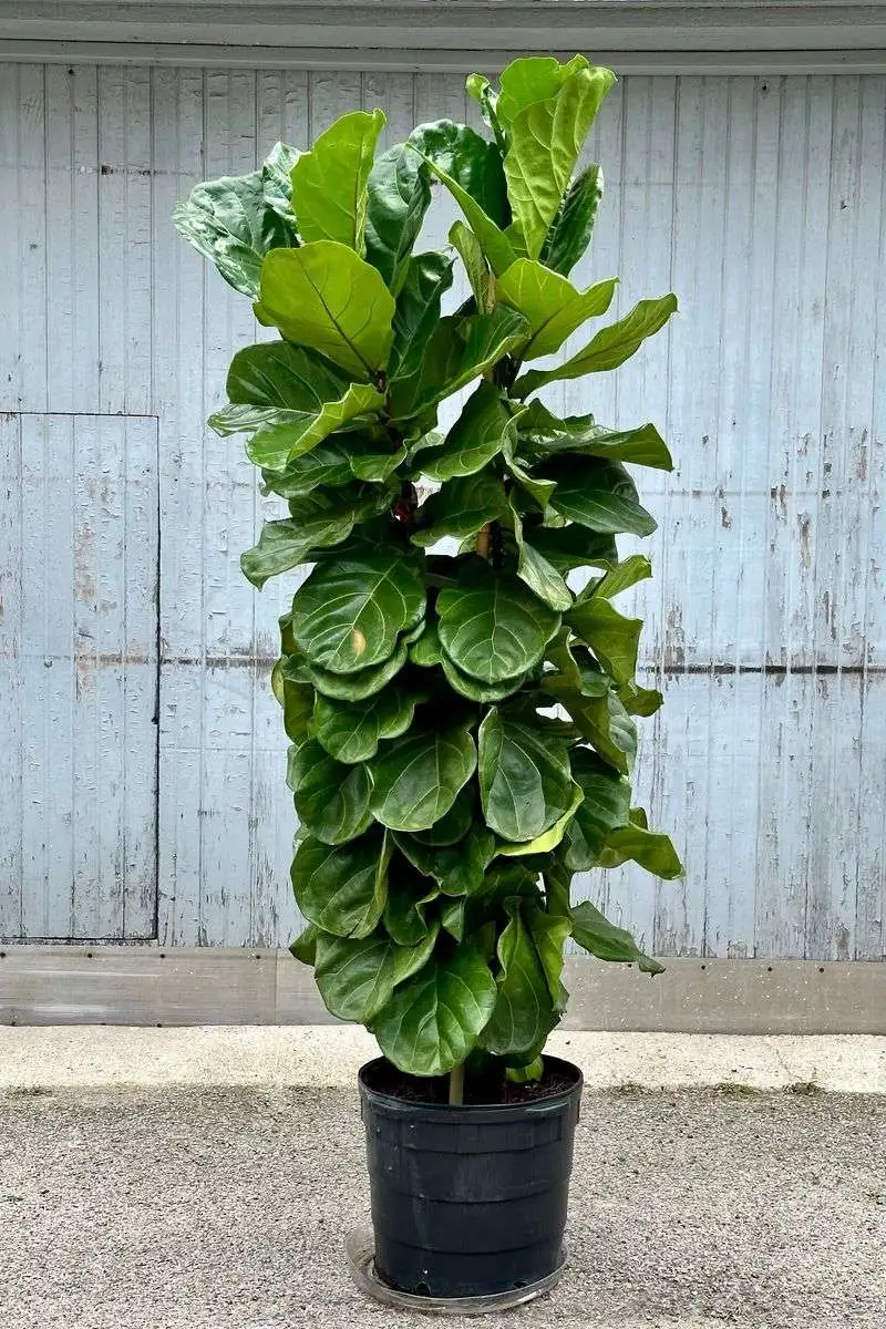 Fiddle Leaf Fig