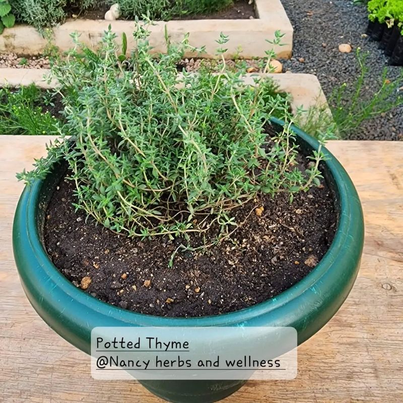 Thyme