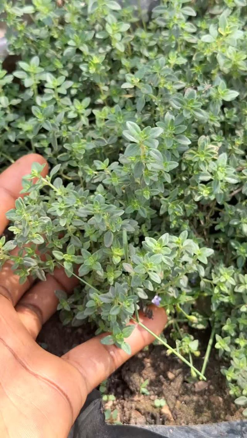 Thyme