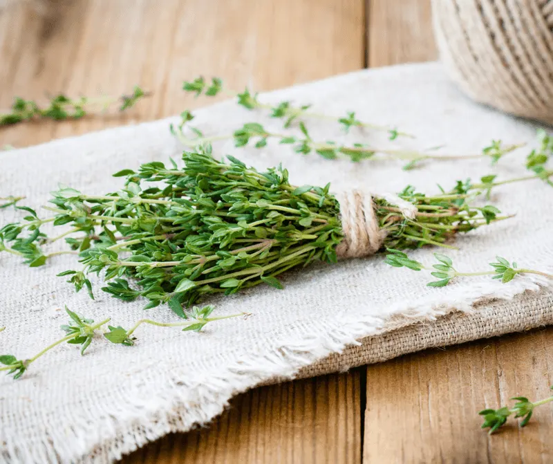 Thyme Tea and Its Benefits
