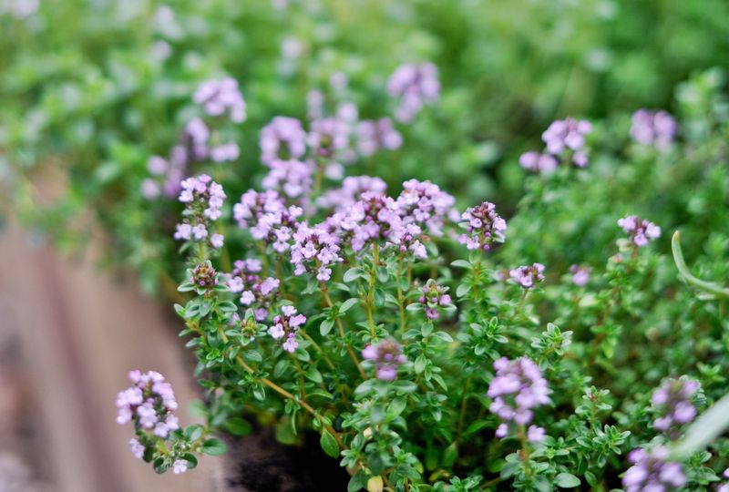 Thyme Varieties to Explore