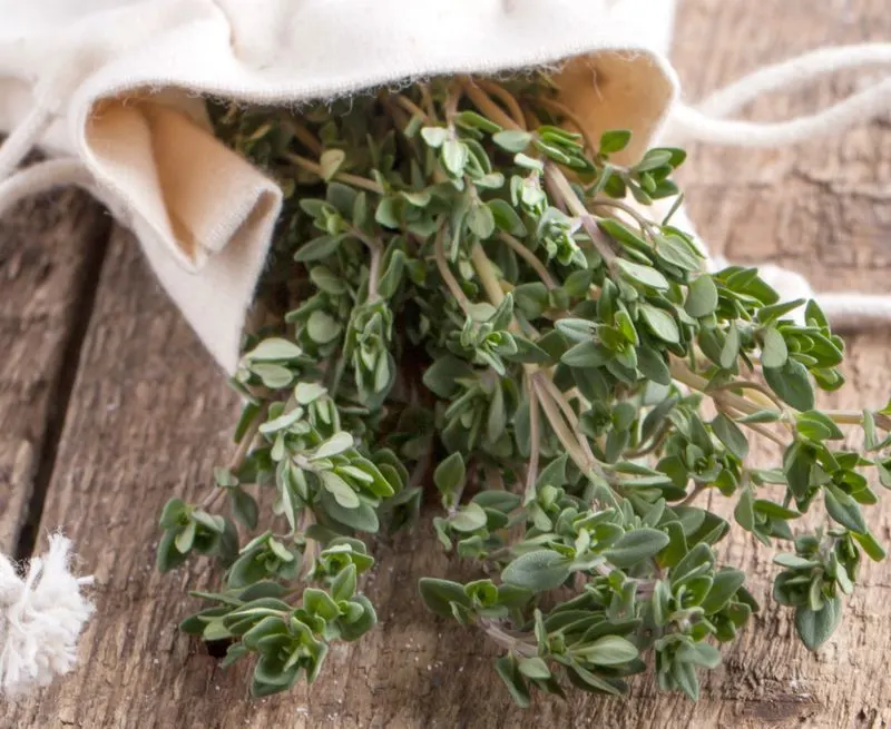 Thyme in History