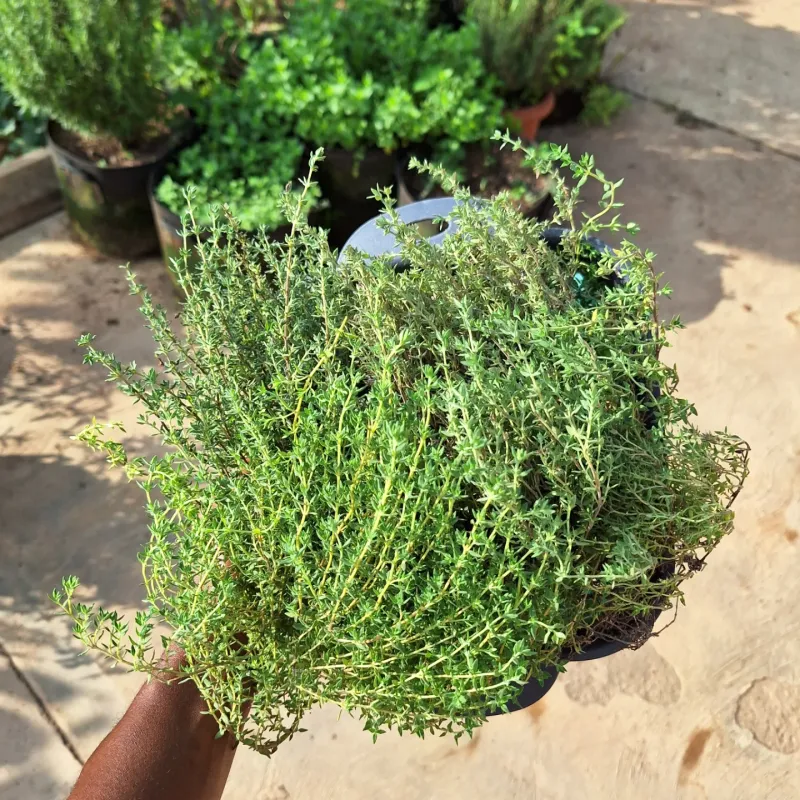 Thyme