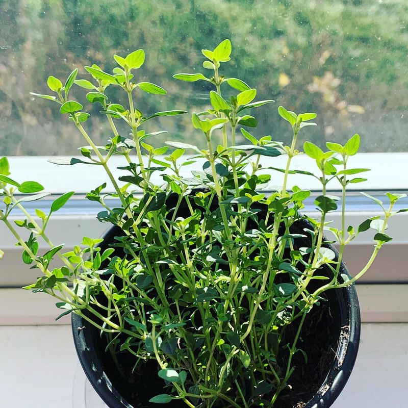 Thyme’s Subtle Elegance
