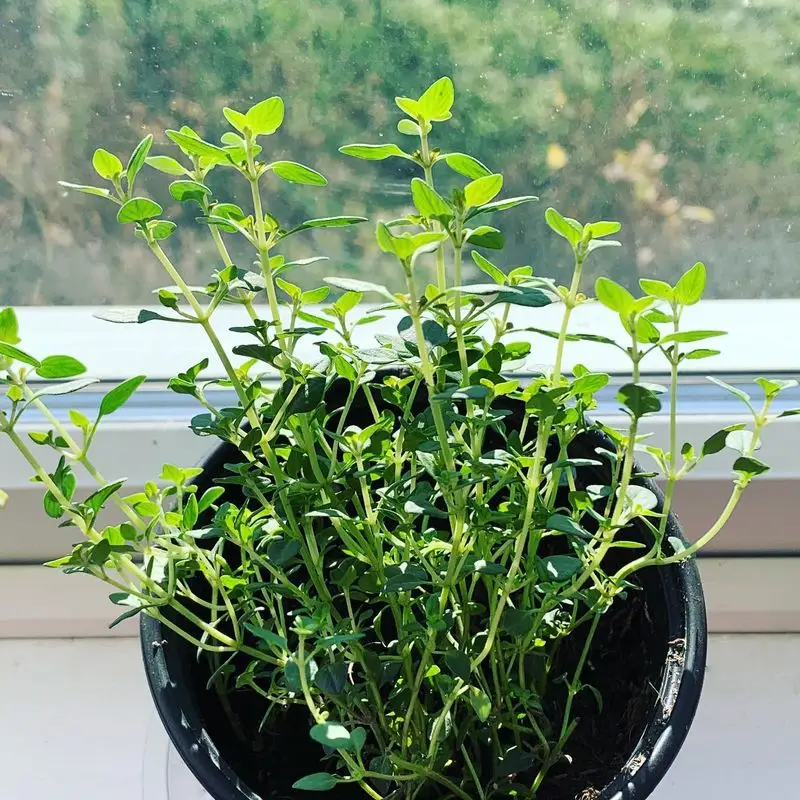 Thyme’s Subtle Elegance
