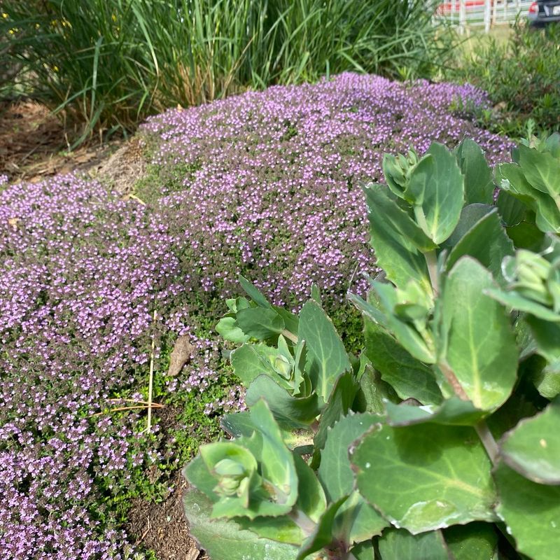 Thymus (Thyme)