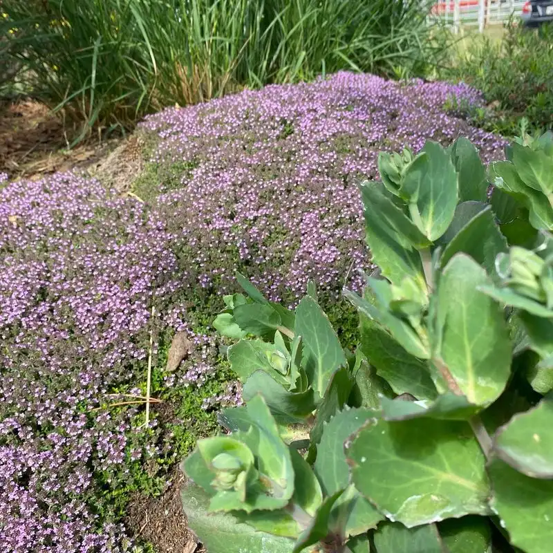 Thymus (Thyme)