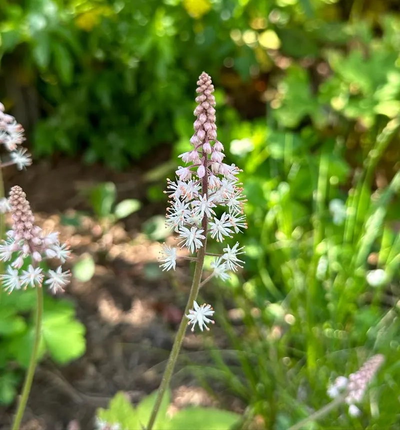 Tiarella