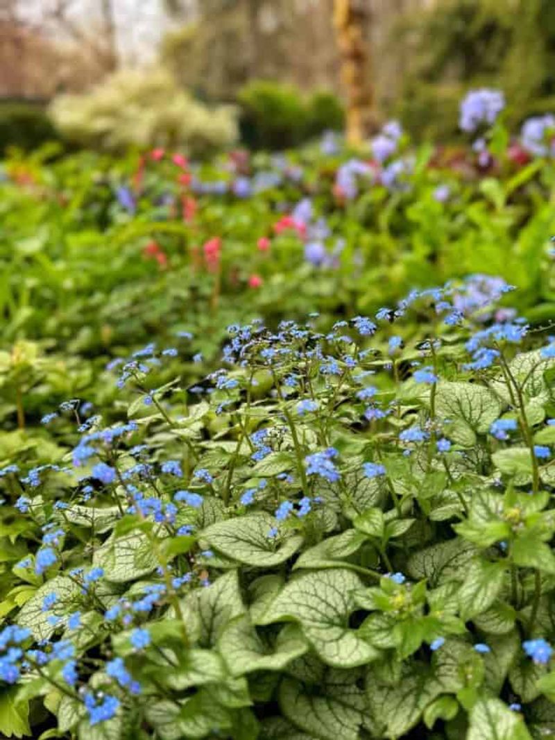 Brunnera