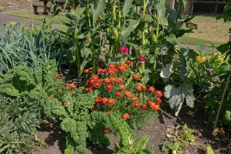 Companion Planting Strategies