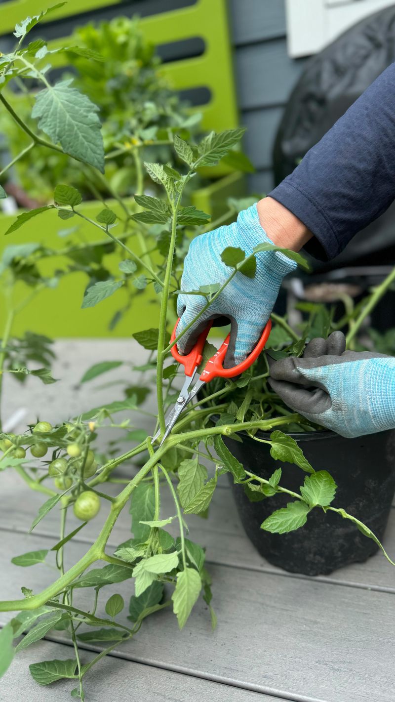Timing of Pruning