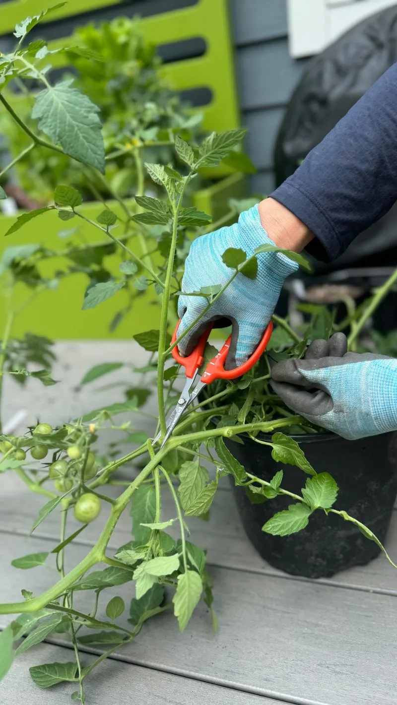 Timing of Pruning