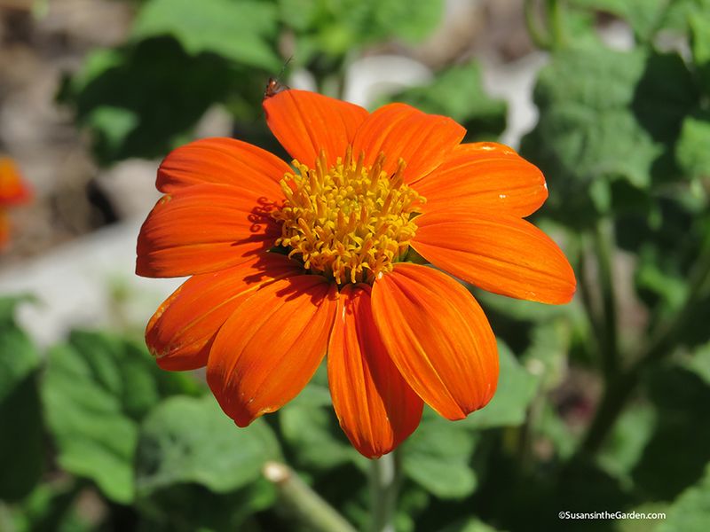 Tithonia