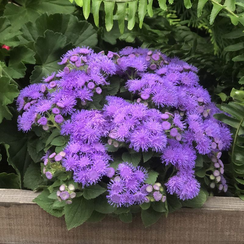 Ageratum