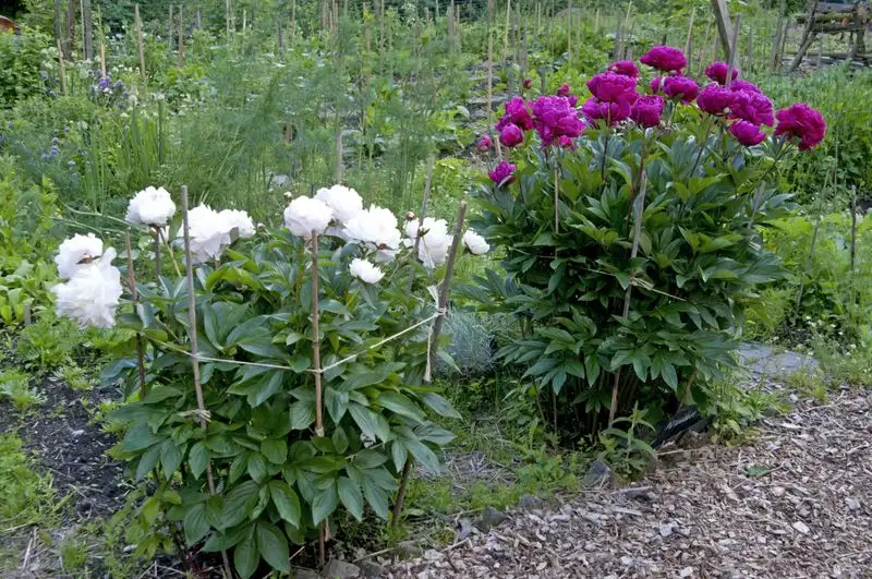 Peony