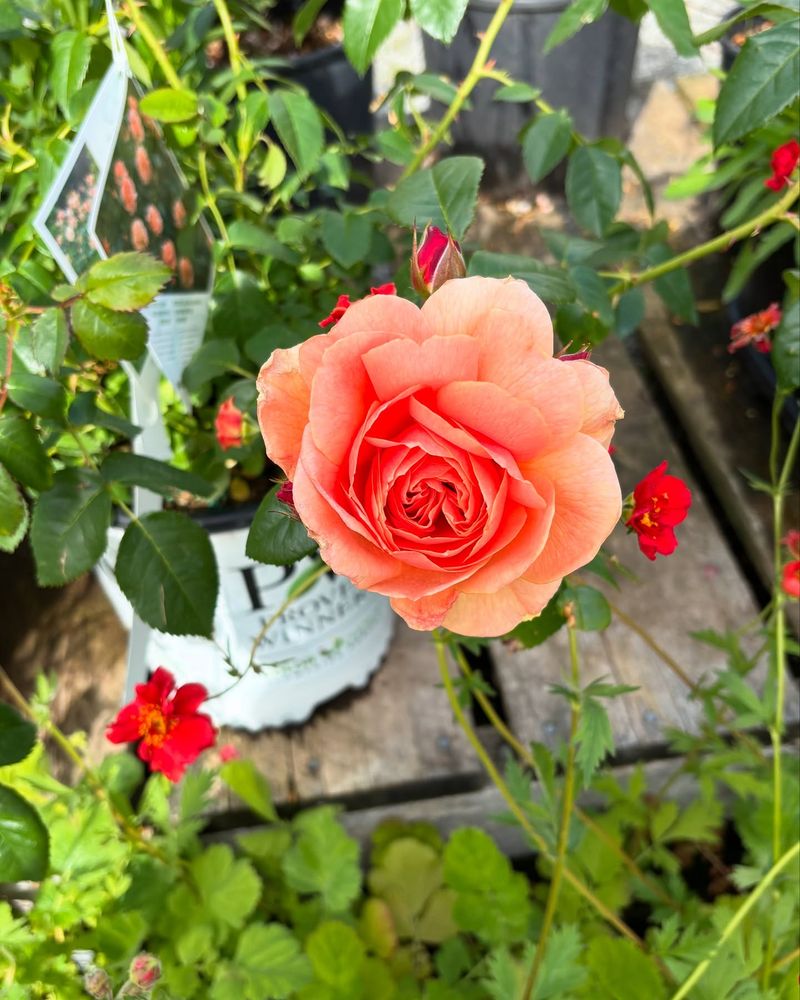 Tomato Roses