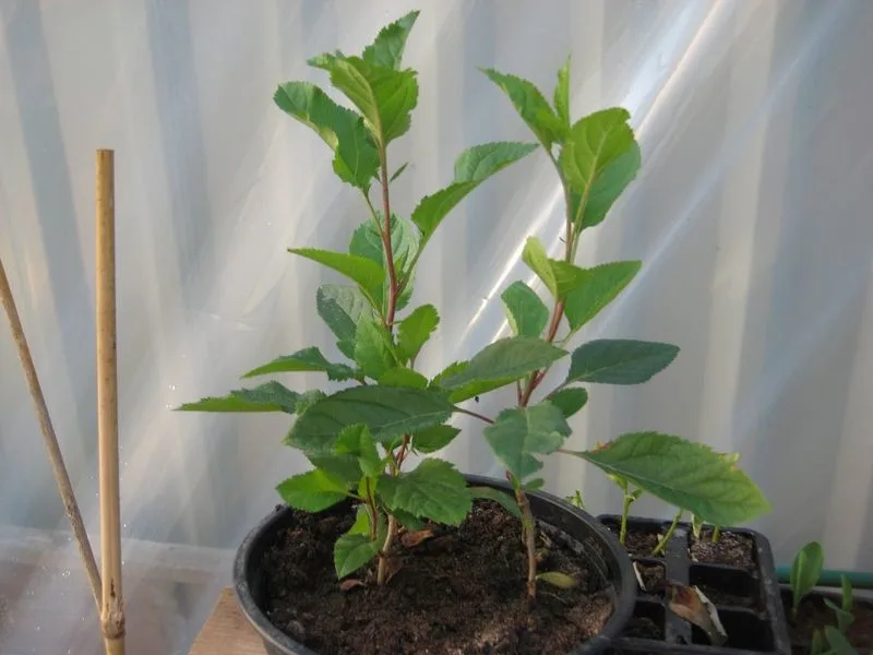 Apple Seed Sowing